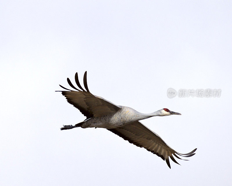 飞行中的沙丘鹤(Grus Canadensis)